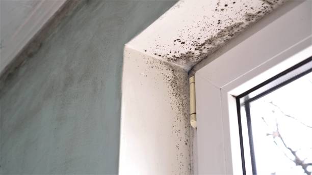 Best Toxic Mold Removal  in Onancock, VA