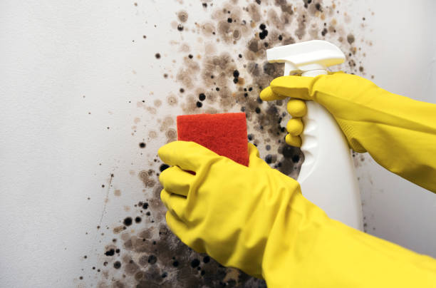 Best Mold Removal Company Near Me  in Onancock, VA
