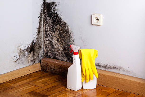 Best Mold Inspection  in Onancock, VA