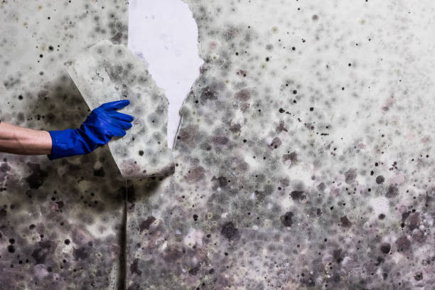 Best Mold Testing  in Onancock, VA