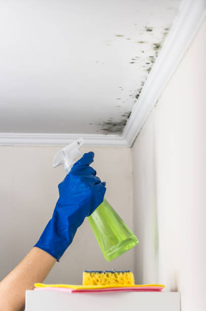 Best Residential Mold Removal  in Onancock, VA